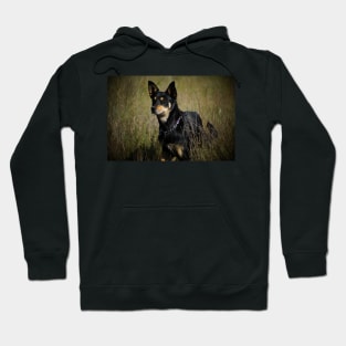 Max the Kelpie Hoodie